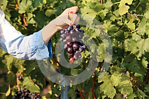 Woman holding bunch of fresh ripe juicy grapes