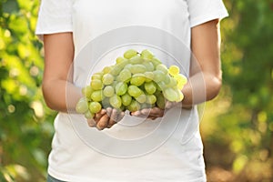Woman holding bunch of fresh ripe juicy grapes in vineyard