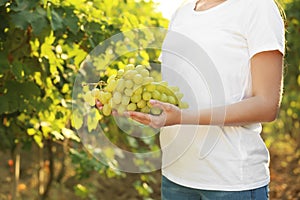 Woman holding bunch of fresh ripe juicy grapes in vineyard