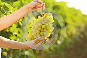 Woman holding bunch of fresh ripe juicy grapes in vineyard