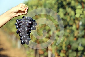 Woman holding bunch of fresh ripe juicy grapes