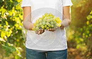 Woman holding bunch of fresh ripe juicy grapes in vineyard