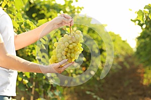 Woman holding bunch of fresh ripe juicy grapes in vineyard