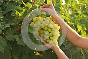 Woman holding bunch of fresh ripe juicy grapes in vineyard