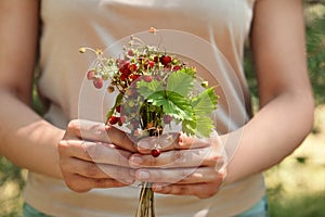 Woman holding bunch with fresh wild strawberries on blurred background, closeup