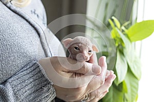 Woman holding Canadian sphynx in hands at home.