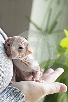 Woman holding Canadian sphynx in hands at home.