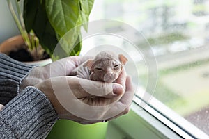 Woman holding Canadian sphynx in hands at home.