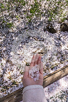 woman holding cherry blossom petals