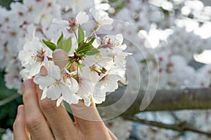 Woman holding Cherry Blossoms