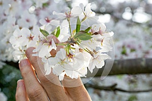 Woman holding Cherry Blossoms II