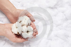 Woman holding cotton flowers on white fluffy background, top view. Space for text