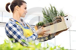 Woman holding a crate of aromatic herbs, working in greenhouse