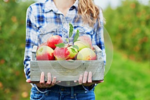 Woman holding crate with ripe organic apples on farm