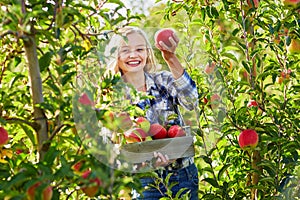 Woman holding crate with ripe red apples on farm