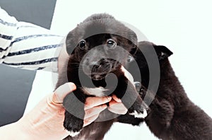 Woman holding cute black scared puppy on white blanket in shelter