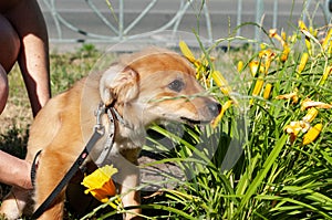 woman holding cute brown puppy near yellow flowers on green grass
