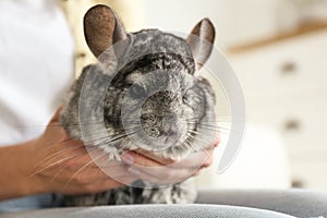 Woman holding cute chinchilla in room