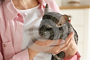 Woman holding cute chinchilla in room