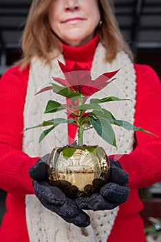 Woman holding cute little Poinsettia plant