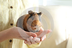 Woman holding cute small guinea pig, closeup