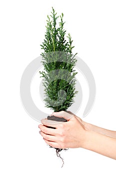 Woman holding a cypress seedling with soil in his hands. Earth day April 22. Save the world. Environmental Plant