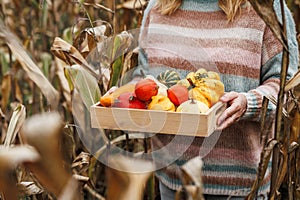 Woman holding decorative pumpkins in crate