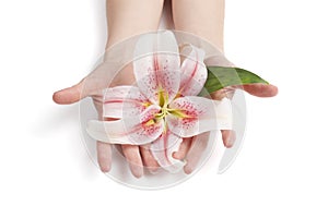 Woman holding delicate pink lily