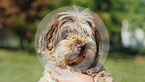 A woman is holding a dog in the hands of a Havanese breed