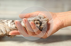 Woman holding dog`s paw indoors