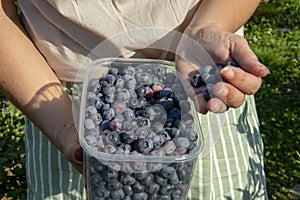Woman holding European blueberry (Vaccinium myrtillus) in her hands. Bilberry, blaeberry, wimberry, and whortleberry