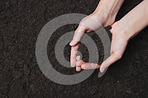 Woman holding fertile of soil in hands against ground. Top view, space for text