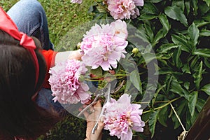 Woman holding floral scissors and cutting fresh pink peony flowers