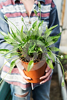 woman holding a flower pot prepared for planting in a greenhouse - gardening and people concept