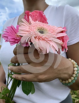 Woman holding flowers. Closeup of person with bouquet of pink daisy flower in hand