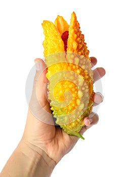 Woman holding fresh ripe bitter melon on white background, closeup