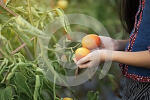 Woman holding fresh tomato in organic farm