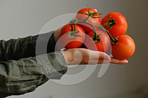 A woman holding a fresh tomatoes in hands. Farmer holding fresh organic tomatoes in hands. Concept: agriculture, tomato, nature