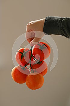 A woman holding a fresh tomatoes in hands. Farmer holding fresh organic tomatoes in hands. Concept: agriculture, tomato, nature