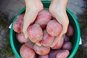 Woman holding freshly harvested organic potatoes in her hands