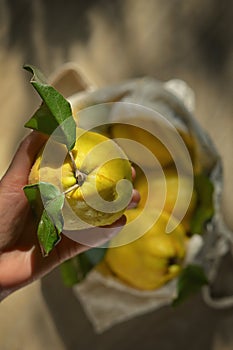 Woman holding Freshly Harvested Quinces Cydonia Oblonga