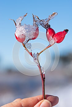 Woman holding frosty rose hip agains blue sky and blurry winter background