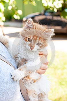 Woman holding  ginger cat outdoor illuminated with sunlight