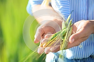 Woman holding green wheat spikelets, closeup