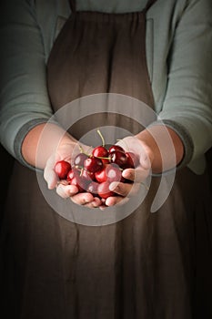 Woman holding in hand freshly harvested cherry, closeup.