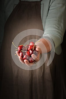 Woman holding in hand freshly harvested cherry, closeup.
