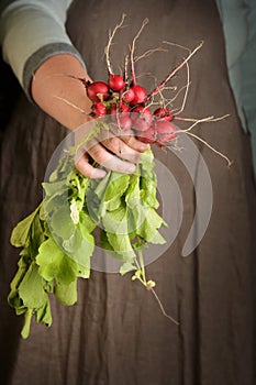 Woman holding in hand freshly harvested radish, closeup.