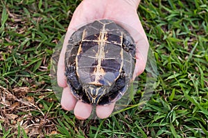 Woman holding in hands small turtle. Turtle is afraid and hides in shell.