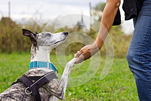 Woman holding her dog`s paw in training