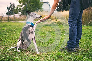 Woman holding her dog`s paw in training